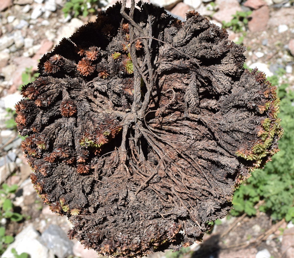 Image of Saxifraga alberti specimen.