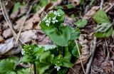 Arabis nordmanniana. Верхушки побегов с соцветиями. Краснодарский край, Сочи, Хостинский р-н, ущ. р. Хоста, Тисово-самшитовая роща, смешанный лес. 10.03.2025.
