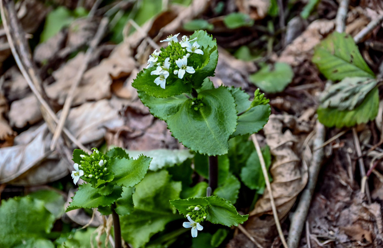 Image of Arabis nordmanniana specimen.