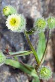 Erigeron khorassanicus