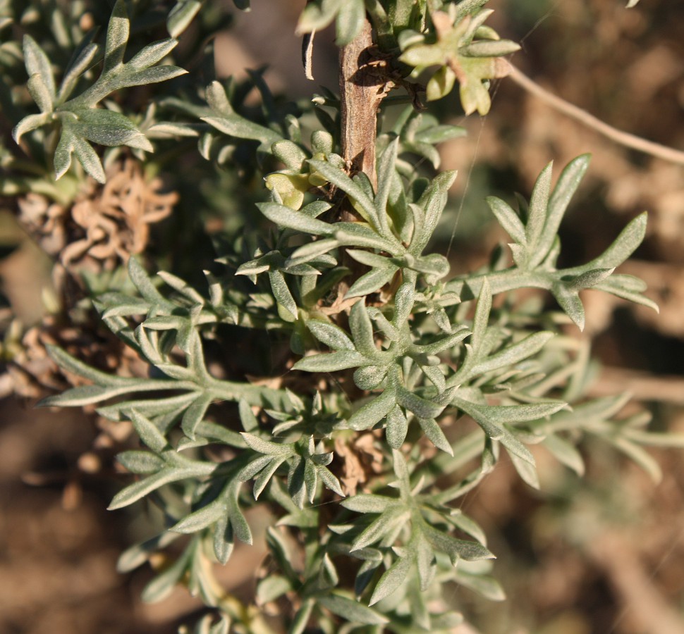 Image of Artemisia monosperma specimen.