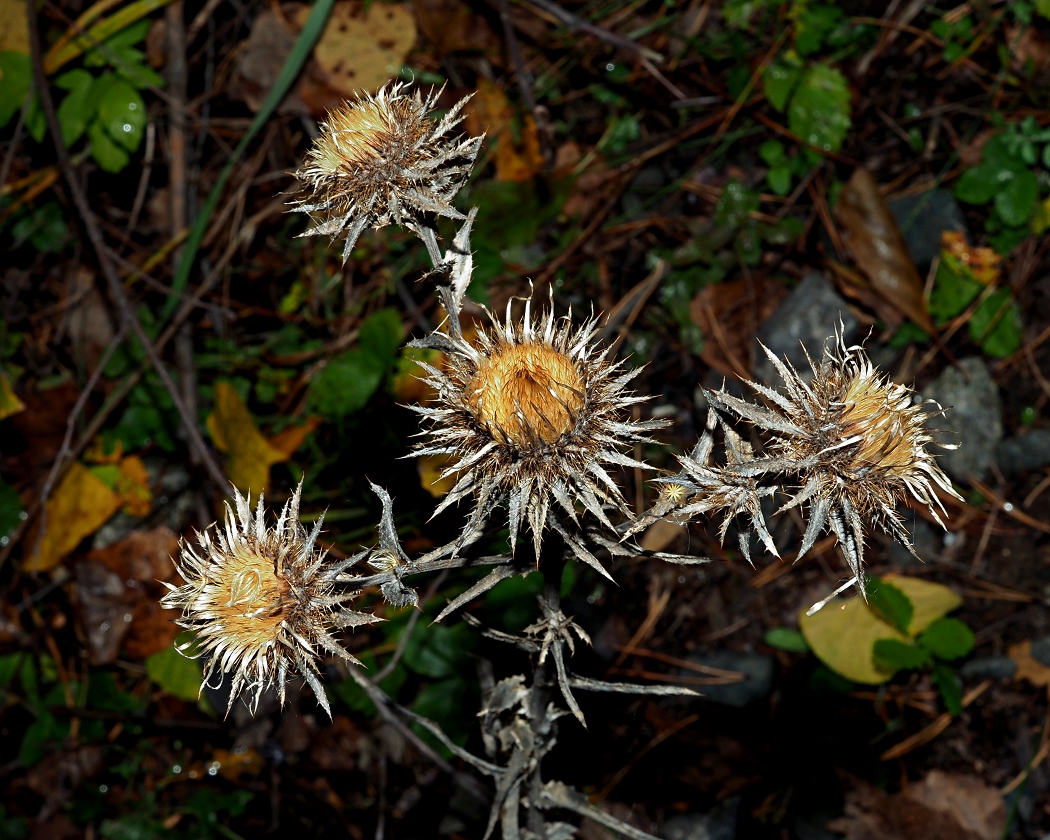 Image of Carlina biebersteinii specimen.