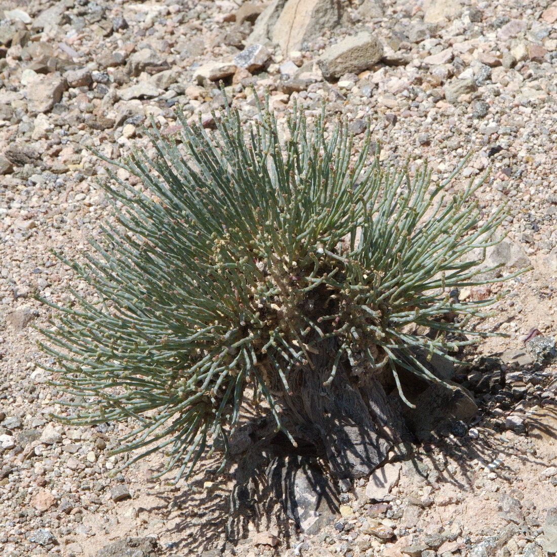 Image of Anabasis cretacea specimen.
