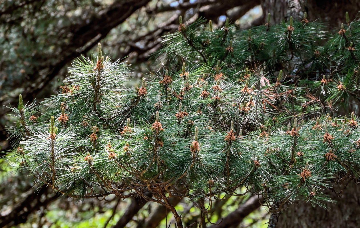 Изображение особи Pinus taiwanensis.