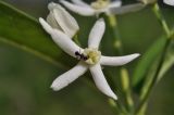 Vincetoxicum ascyrifolium. Цветок с кормящимся муравьём. Приморский край, Шкотовский р-н, пос. Подъяпольск, поросший кустарником склон. 14.06.2025.