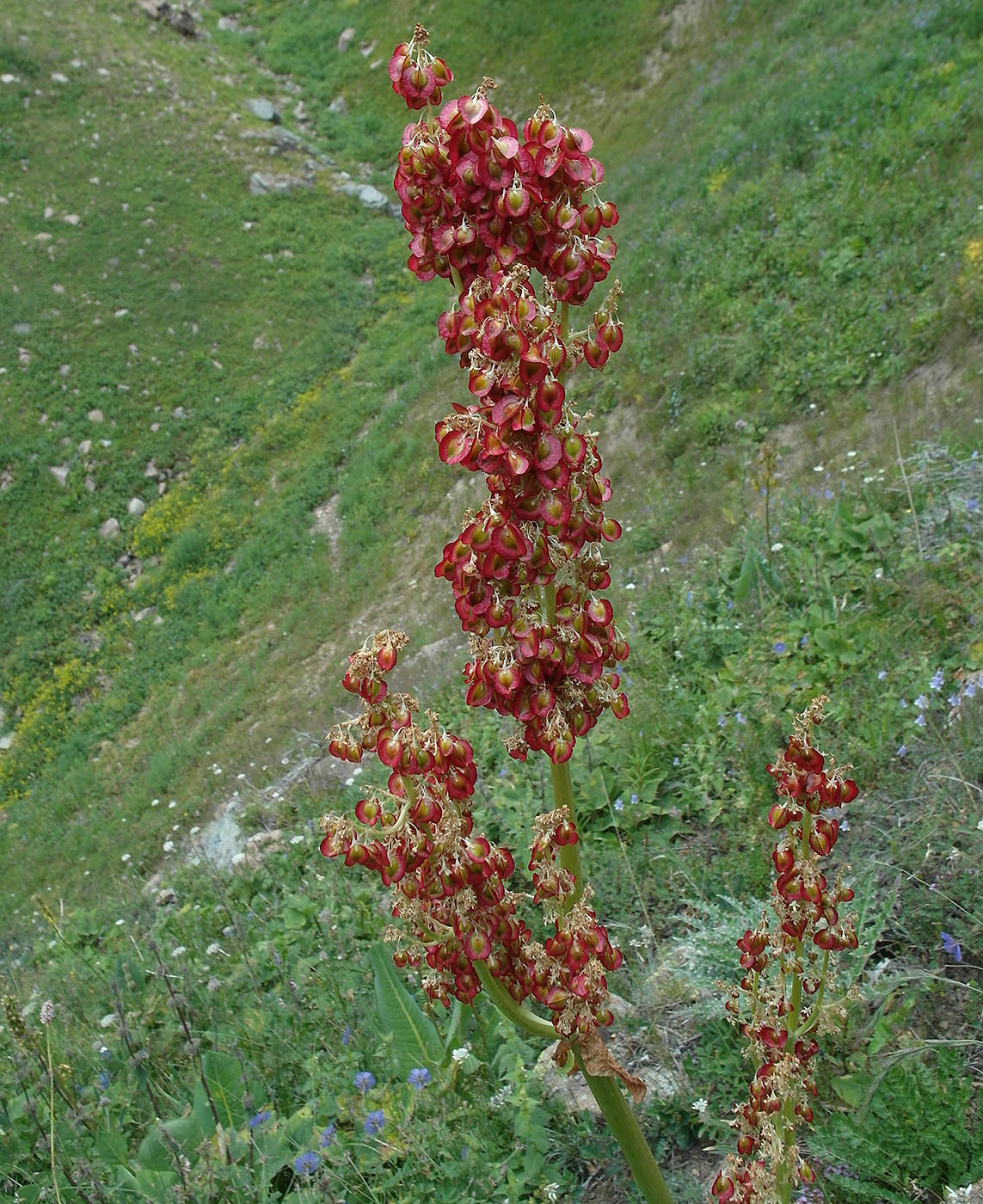 Image of Rheum wittrockii specimen.