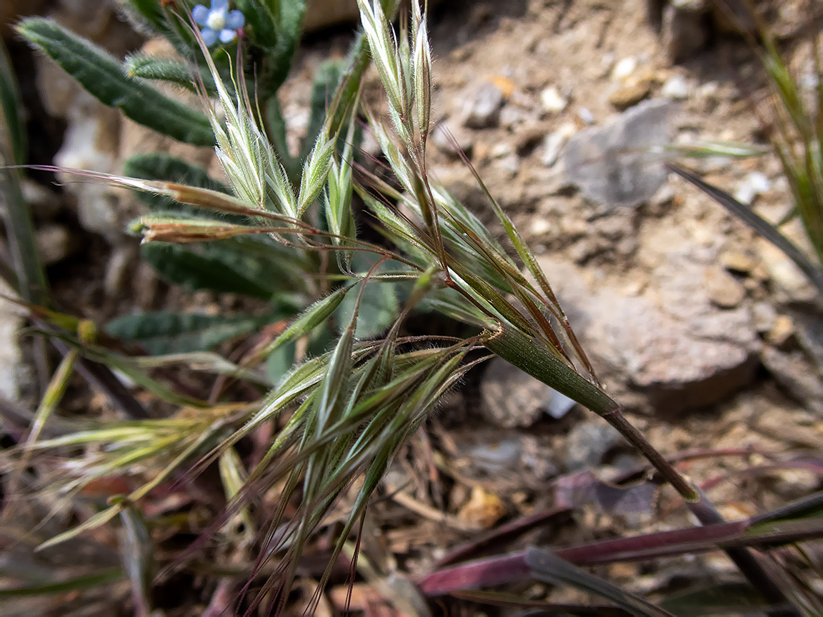 Изображение особи Anisantha tectorum.