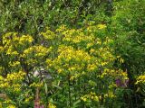 Senecio nemorensis