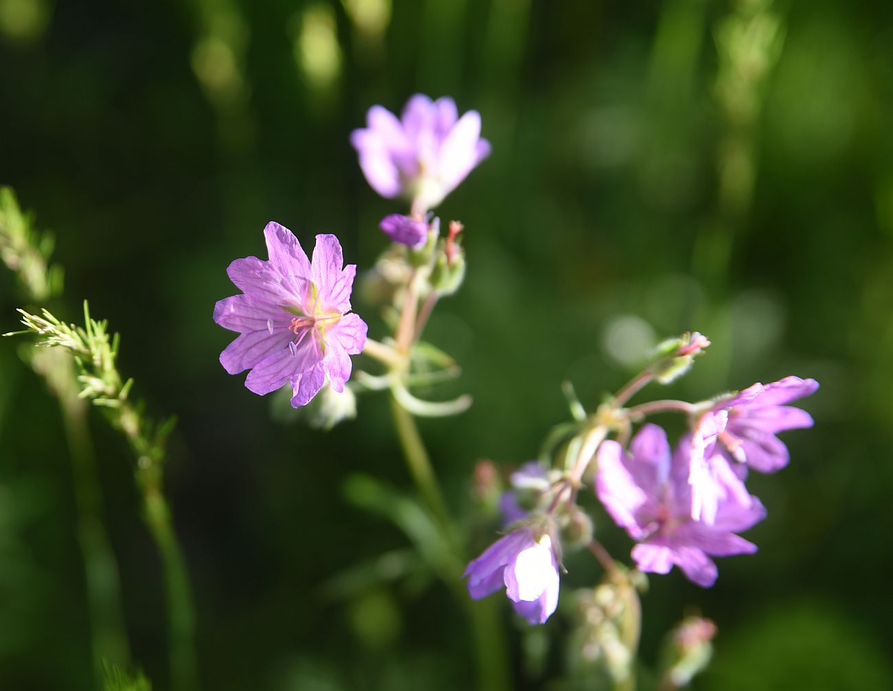 Изображение особи Geranium kurdicum.