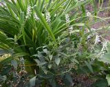 Смотреть изображение Lysimachia clethroides