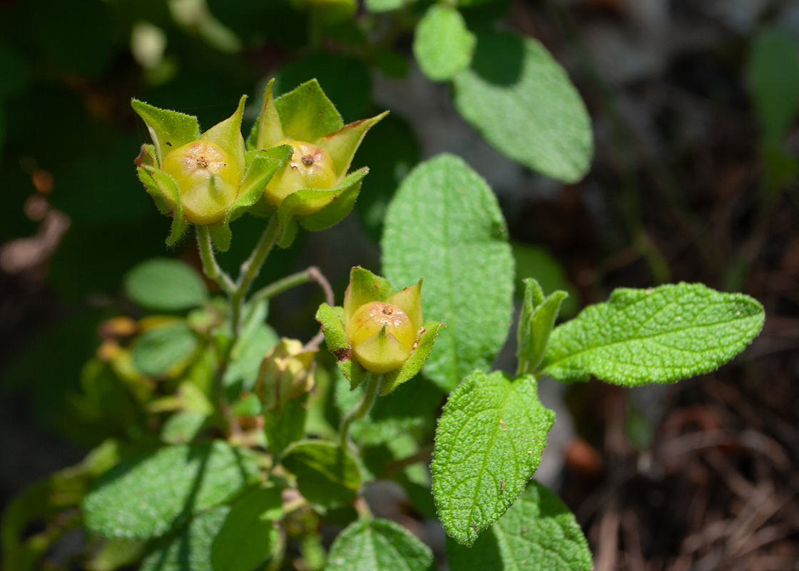 Изображение особи Cistus creticus.