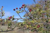 Crataegus × tournefortii. Ветви с плодами. ЮЗ Крым, окр. с. Резервное, гора Калафатлар, заросшая кустарником поляна. 16.10.2025.