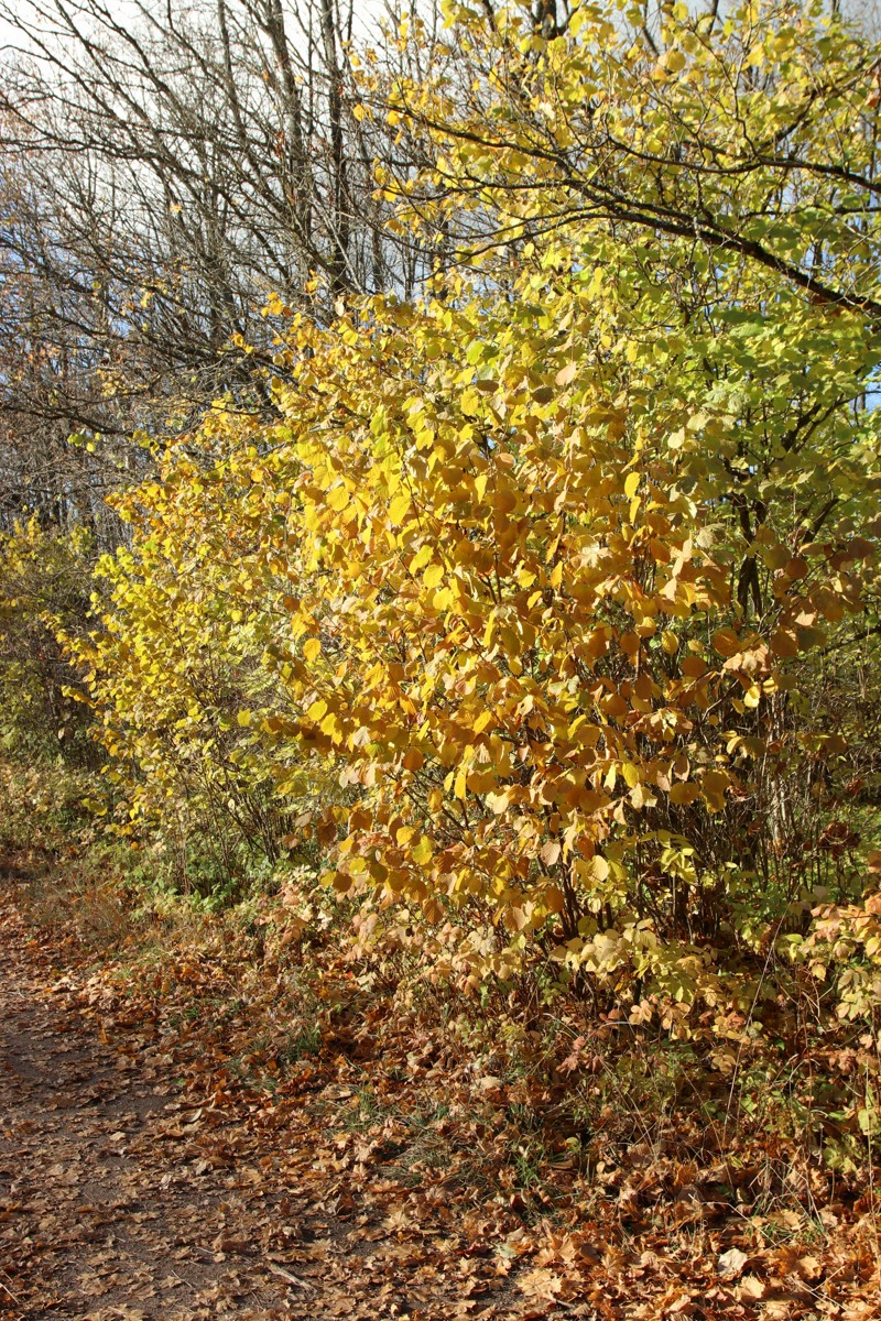 Изображение особи Corylus avellana.