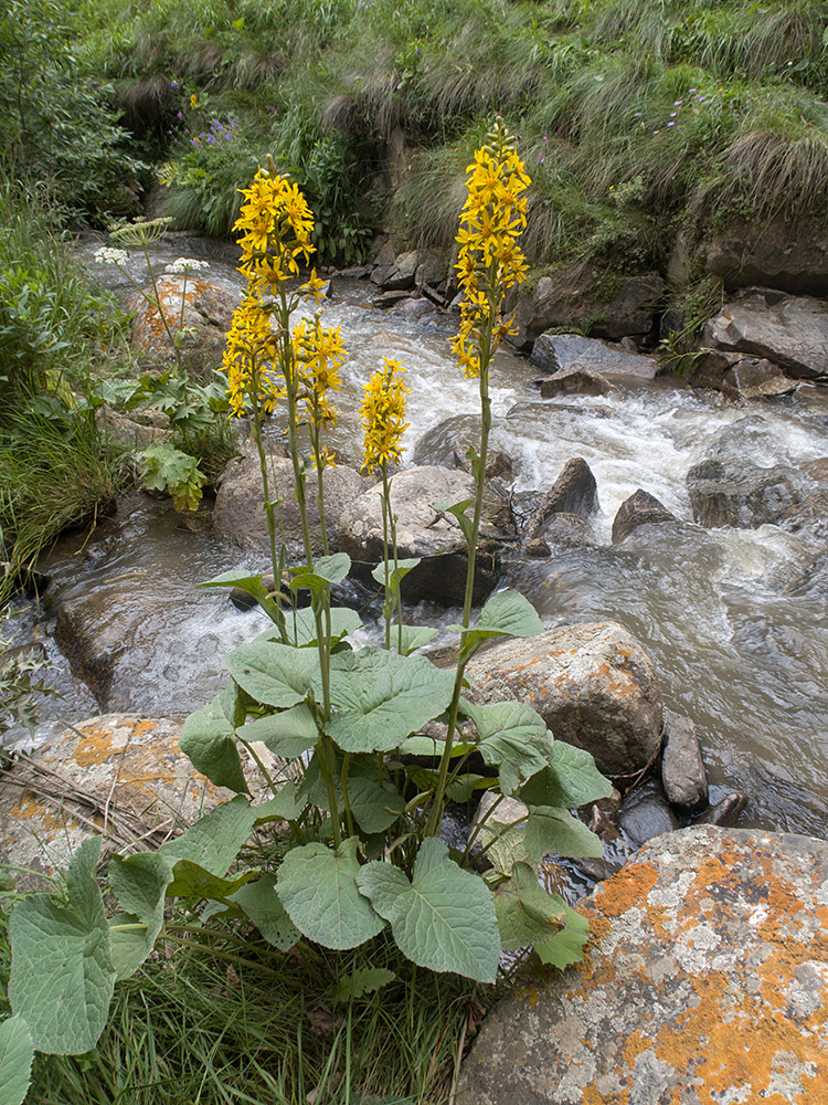 Image of Ligularia subsagittata specimen.
