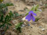 genus Geranium. Верхушка веточки с цветком и завязавшимся плодом. Крым, муниципальный округ Судак, п-ов Меганом, песчано-каменистый склон. 21.04.2025.