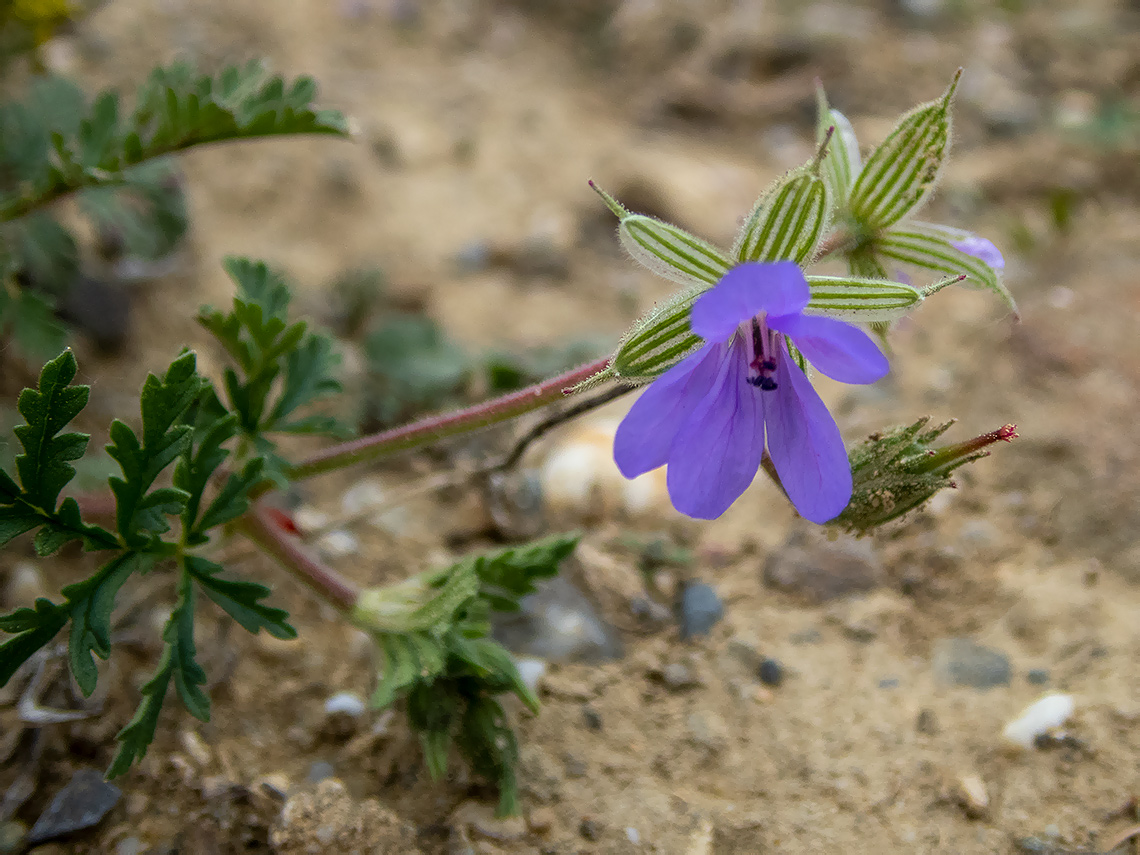 Image of genus Erodium specimen.