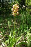 Orchis × wulffiana. Цветущее растение. Крым, окр. Балаклавы. 1 мая 2008 г.