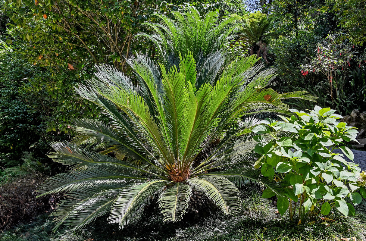 Image of Cycas revoluta specimen.