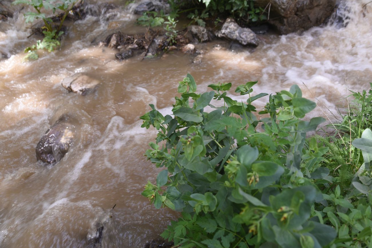 Изображение особи Cerinthe minor.