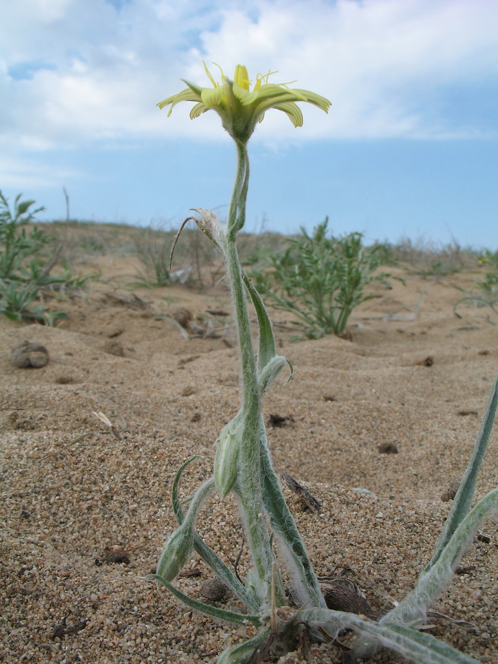 Image of Scorzonera sericeolanata specimen.