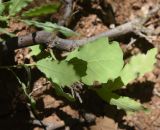 genus Quercus. Часть листа. Турция, ил Хаккяри, окр. ур. Кёпрюлю, выс. 1000 м н.у.м., роща. 25 мая 2025 г.