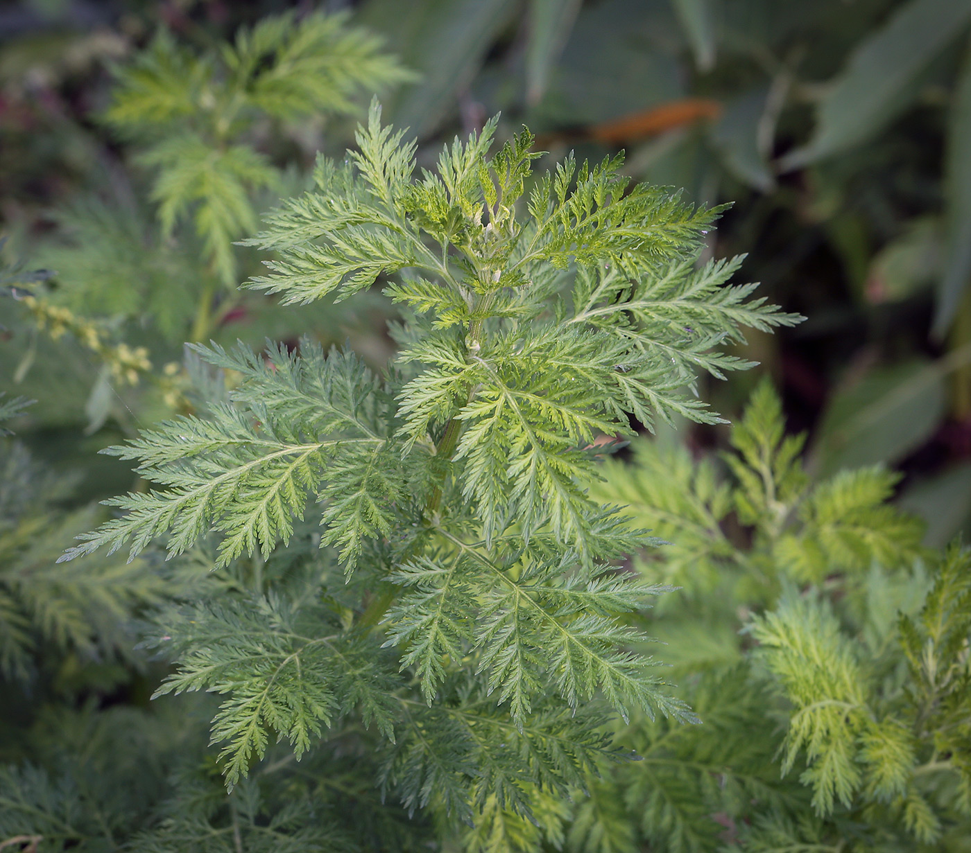 Image of Artemisia annua specimen.