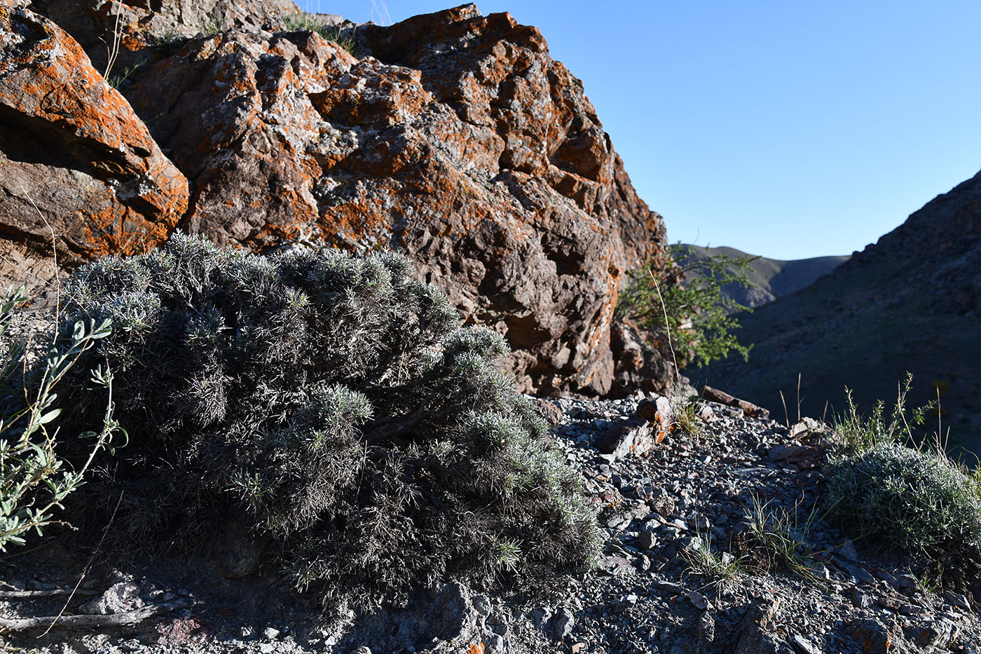 Изображение особи Convolvulus spinifer.