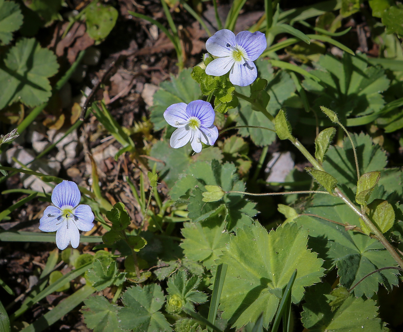 Image of Veronica persica specimen.