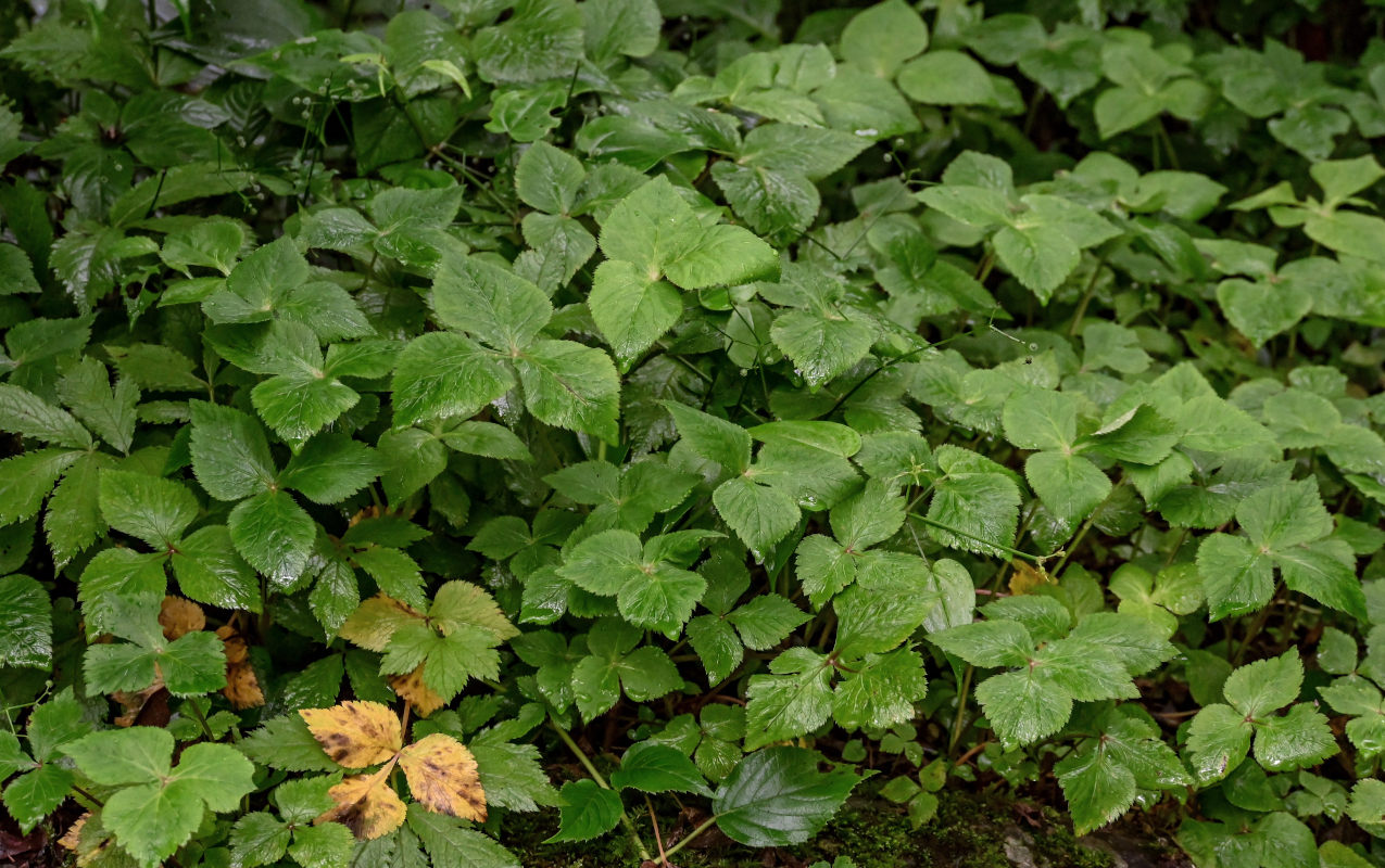 Image of Cryptotaenia japonica specimen.