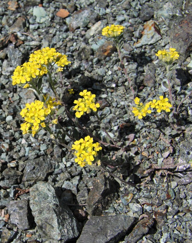 Image of Odontarrhena bertolonii specimen.