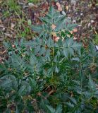 неопознанный вид. Листья. Турция, г. Стамбул, махалле Бейкоза, дер. Анадолукавагы, развалины замка Йорос. 09.10.2025.