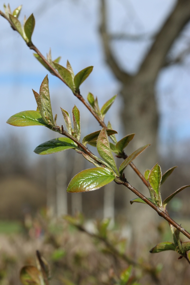 Image of Cotoneaster lucidus specimen.
