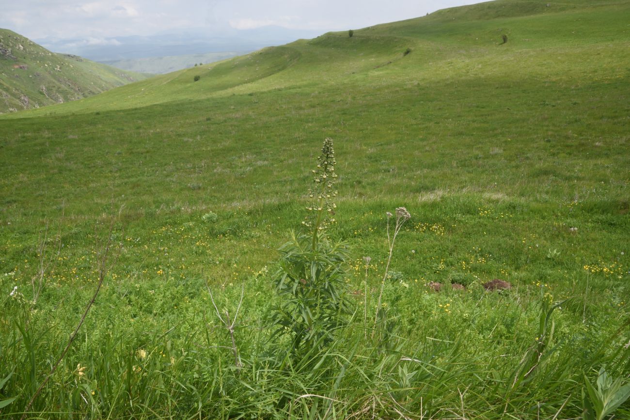 Image of Scrophularia orientalis specimen.