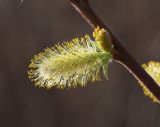 Salix bebbiana. Часть побега с мужскими соцветиями. Приморский край, Пограничный р-н, окр. пгт Пограничный, обочина дороги. 02.05.2026.