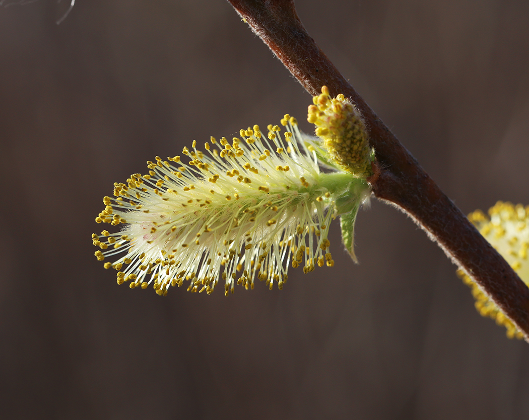Изображение особи Salix bebbiana.