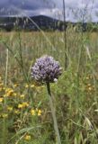 Allium ampeloprasum. Верхушка побега с соцветием. Испания, Каталония, пров. Жирона, комарка Баш Эмпорда, муниципалитет Калонже, кромка пашни. 16.05.2026.