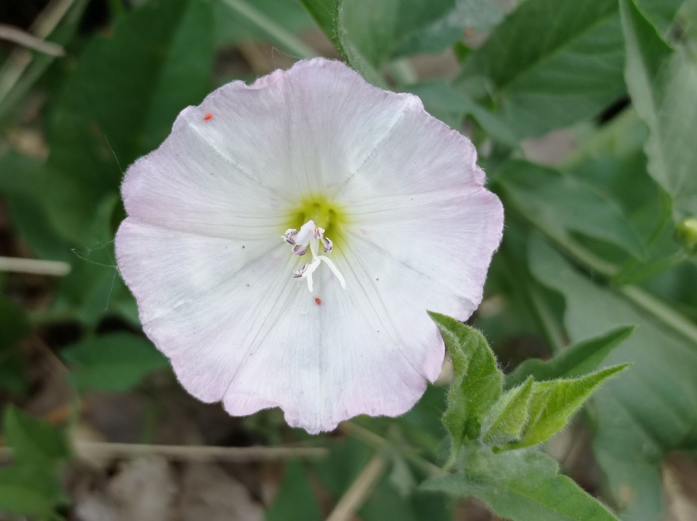 Image of Convolvulus arvensis specimen.