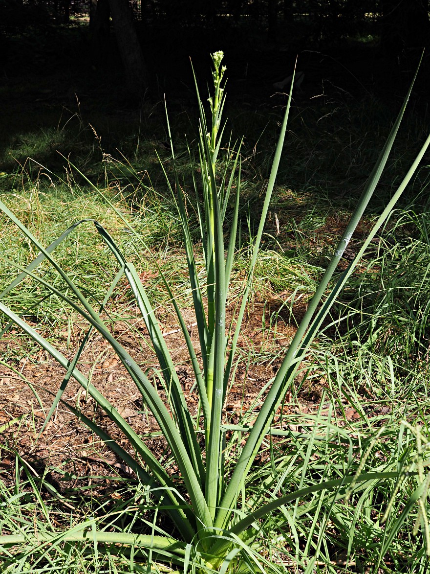 Image of Unknown species specimen.
