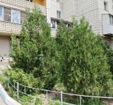 Platycladus orientalis. Плодоносящие растения, у растения слева — тополь. Волгоград, проспект Героев Сталинграда 48. 17.06.2026.