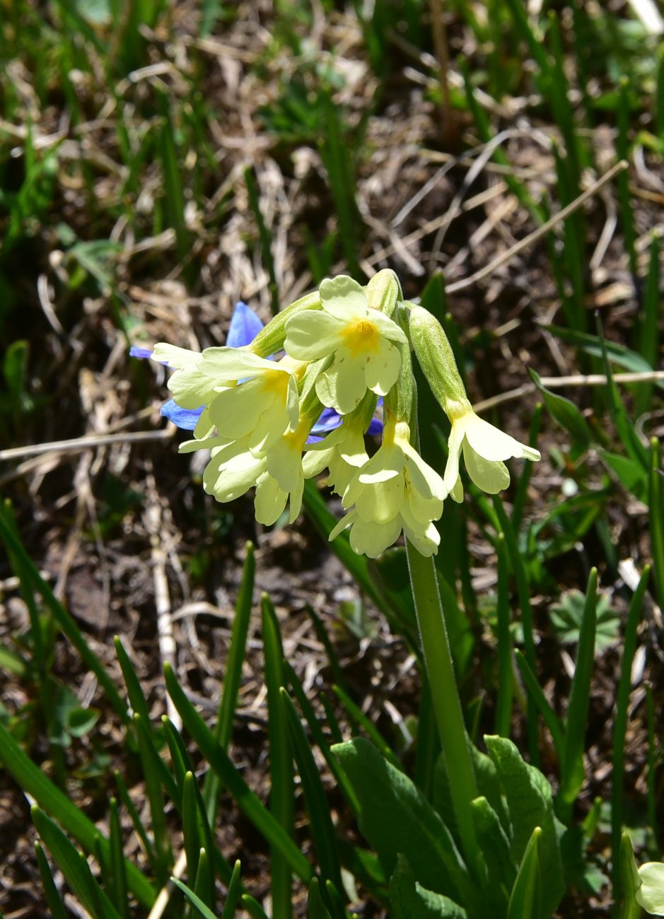Изображение особи род Primula.