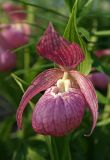 Cypripedium macranthos. Верхушка цветущего растения. Южное Приморье, Чёрные горы, заповедник \"Кедровая падь\". 07.06.2010.