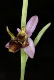 Ophrys oestrifera. Цветок. Краснодарский край, г/о Новороссийск, Раевский с/о, окр. станицы Раевская, 56 м выс., н. у. м., ясенево-кленово-грабовый лес в пойме притока р. Маскага. 23.05.2025.