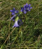 Gentiana decumbens. Цветущее растение. Красноярский край, окр. г. Красноярск, Академгородок, возле бывшей конечной автотранспорта, степь. 03.08.2026.