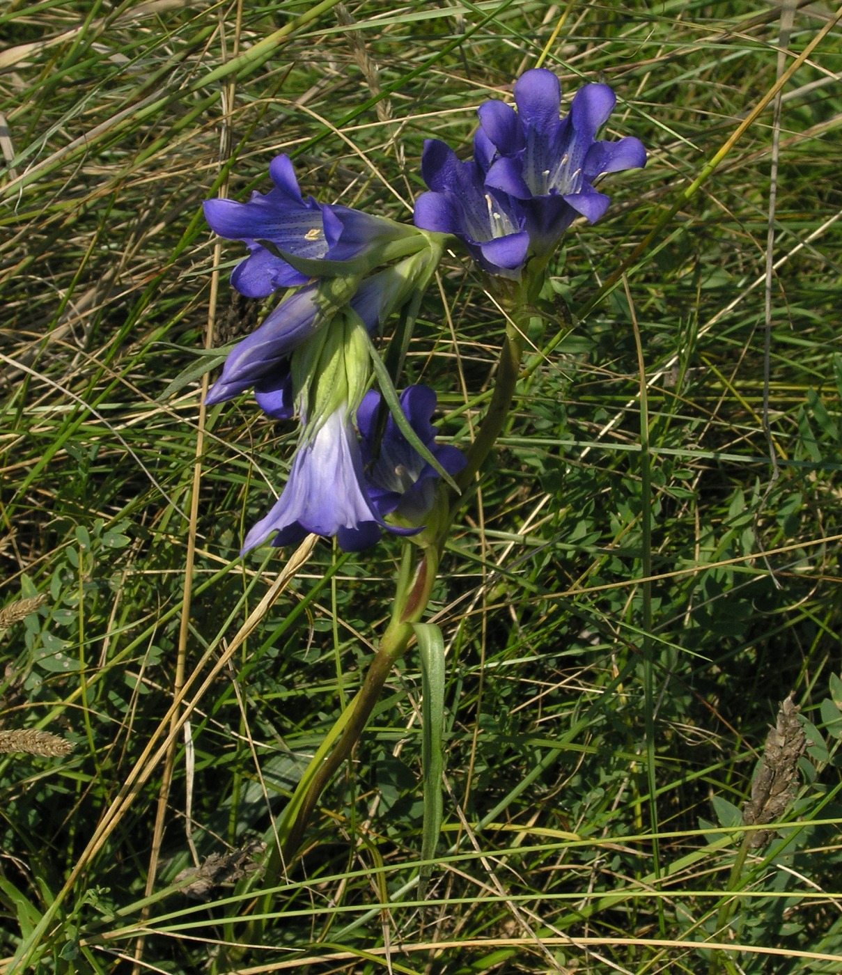 Image of Gentiana decumbens specimen.