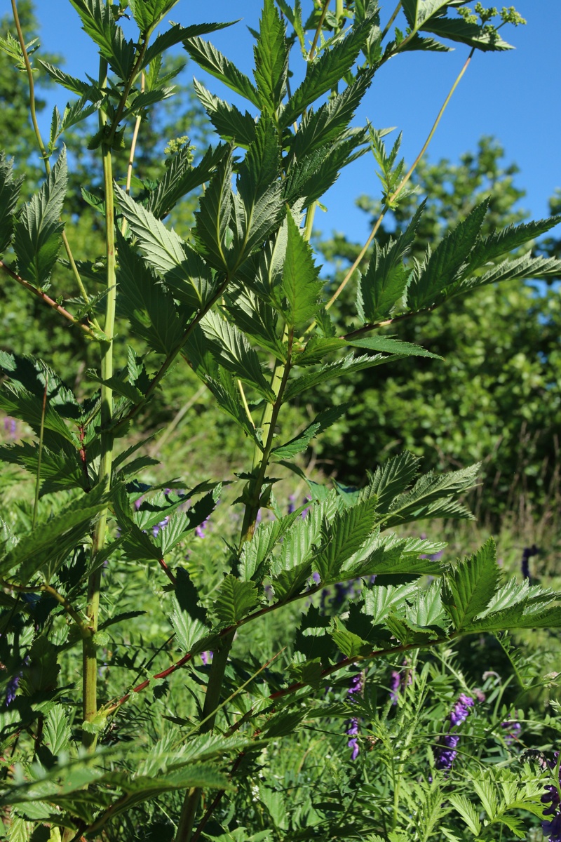Изображение особи Filipendula ulmaria ssp. denudata.