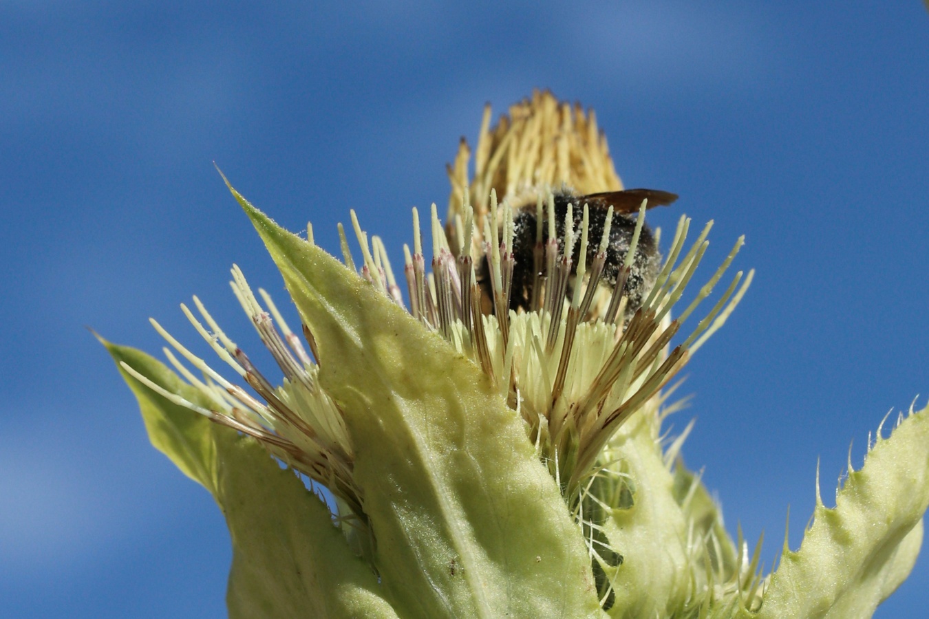 Image of Cirsium oleraceum specimen.