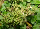 Pedicularis kuznetzovii