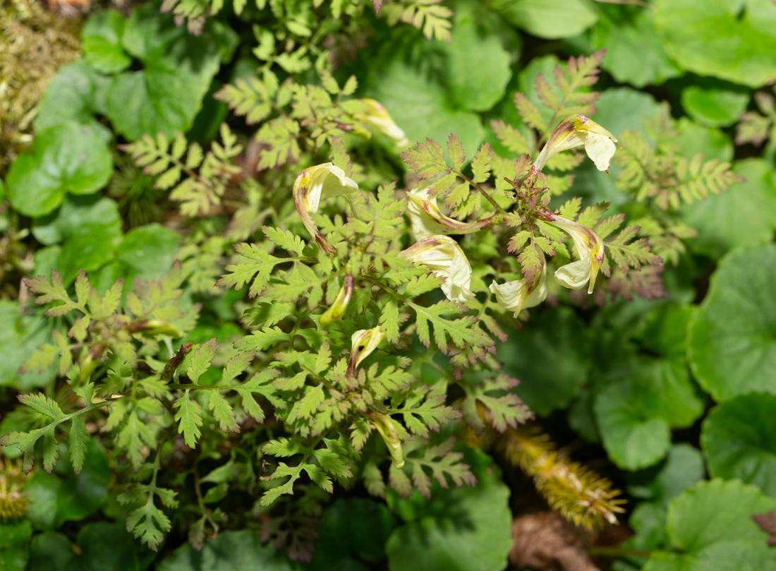 Изображение особи Pedicularis kuznetzovii.