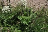 Ligusticum scoticum. Соцветие и листья. Приморье, о. Шкота, коса, каменистый берег моря. 27.06.2026.
