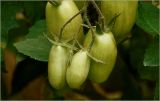 Lycopersicon esculentum. Незрелые плоды. Московская обл., Раменский р-н, окр. дер. Хрипань, садовый участок. 30.07.2026.
